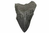 Bargain, Fossil Megalodon Tooth - South Carolina #168323-1